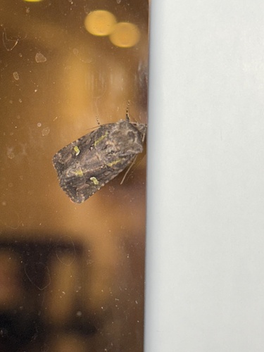 Bristly Cutworm Moth