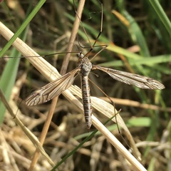 Tipula lateralis