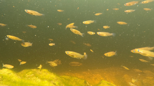 Yucatan Gambusia