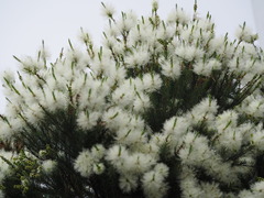 Melaleuca alternifolia