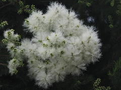 Melaleuca alternifolia