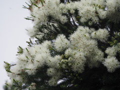 Melaleuca alternifolia