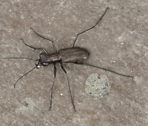 Cylindera kaleea