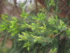 Melaleuca alternifolia