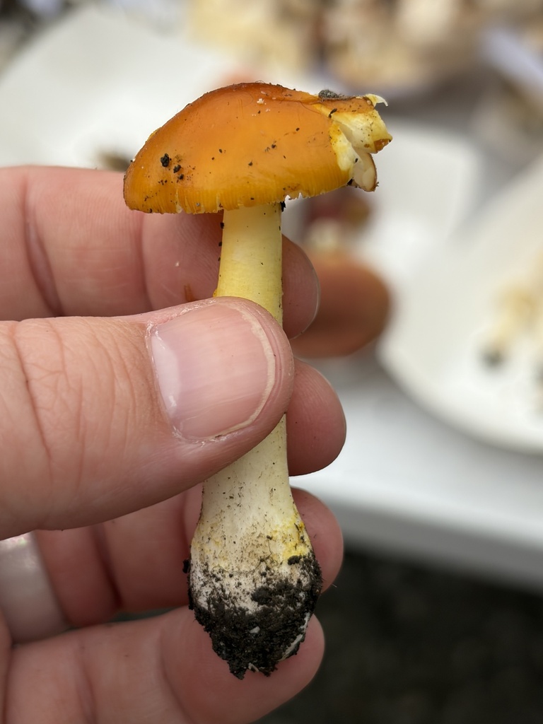 Yellow Patches · June 2026 · photo: Photo: (c) Julie Travaglini, some rights reserved (CC BY) · iNaturalist