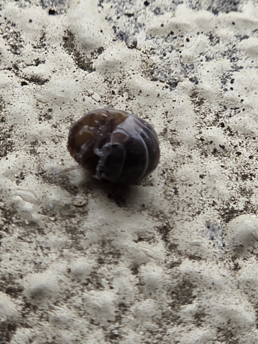 Common Pill Woodlouse