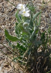 Dimorphocarpa candicans