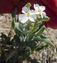 Dimorphocarpa candicans