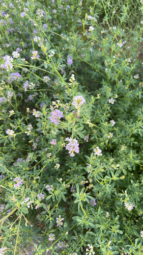 Alfalfa