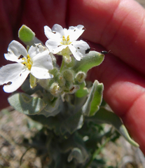 Dimorphocarpa candicans