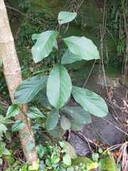 Artocarpus lacucha