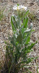 Dimorphocarpa candicans