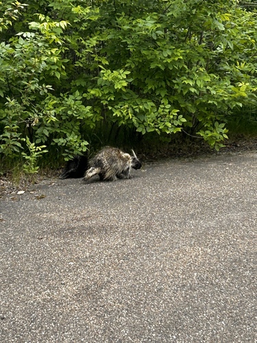 North American Porcupine