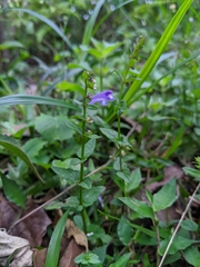 Scutellaria barbata