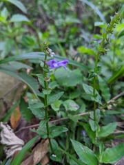 Scutellaria barbata