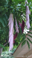 Saraca thaipingensis