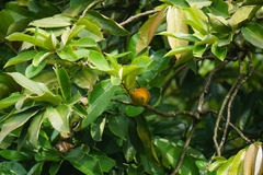 Diospyros blancoi
