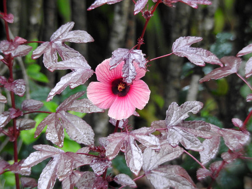 cranberry hibiscus