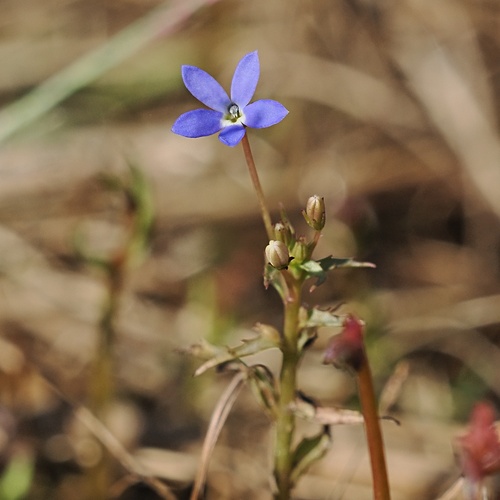 Lobelia dioica observed 2026-06-26