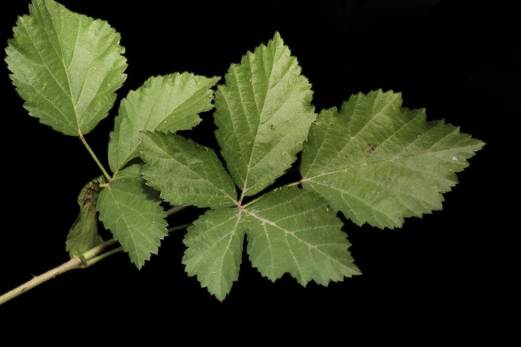 Bailey's dewberry
