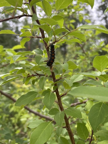 Mourning Cloak