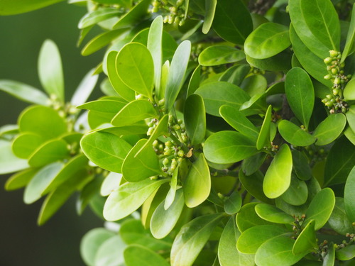 Suregada aequorea (Hance) Seem.