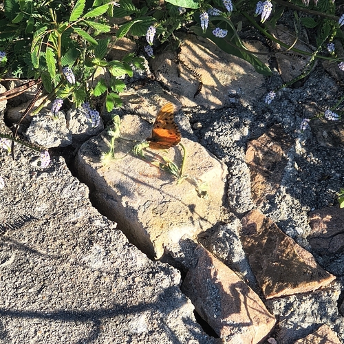 Gulf Fritillary