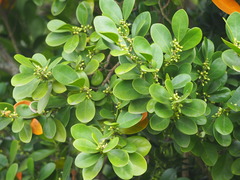 Suregada aequorea