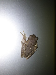 Polypedates maculatus