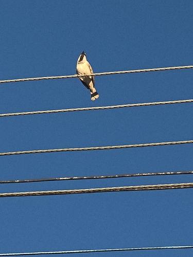 House Sparrow