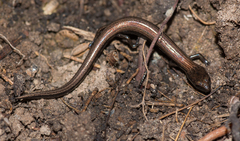 Hemiergis decresiensis