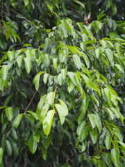 Ficus benjamina nuda