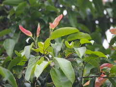 Ficus benjamina nuda