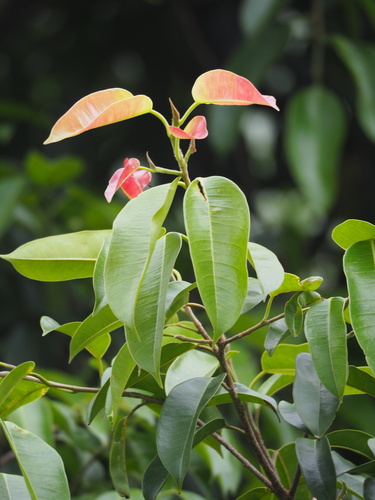 Ficus benjamina