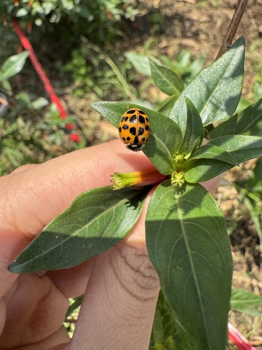 Asian Lady Beetle