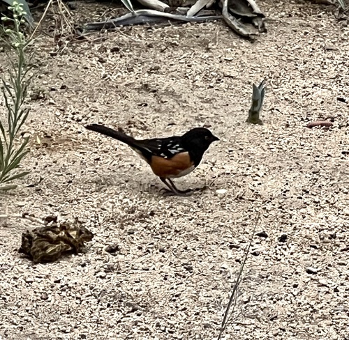 Spotted Towhee