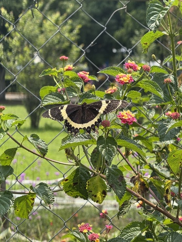 Magnificent Swallowtail