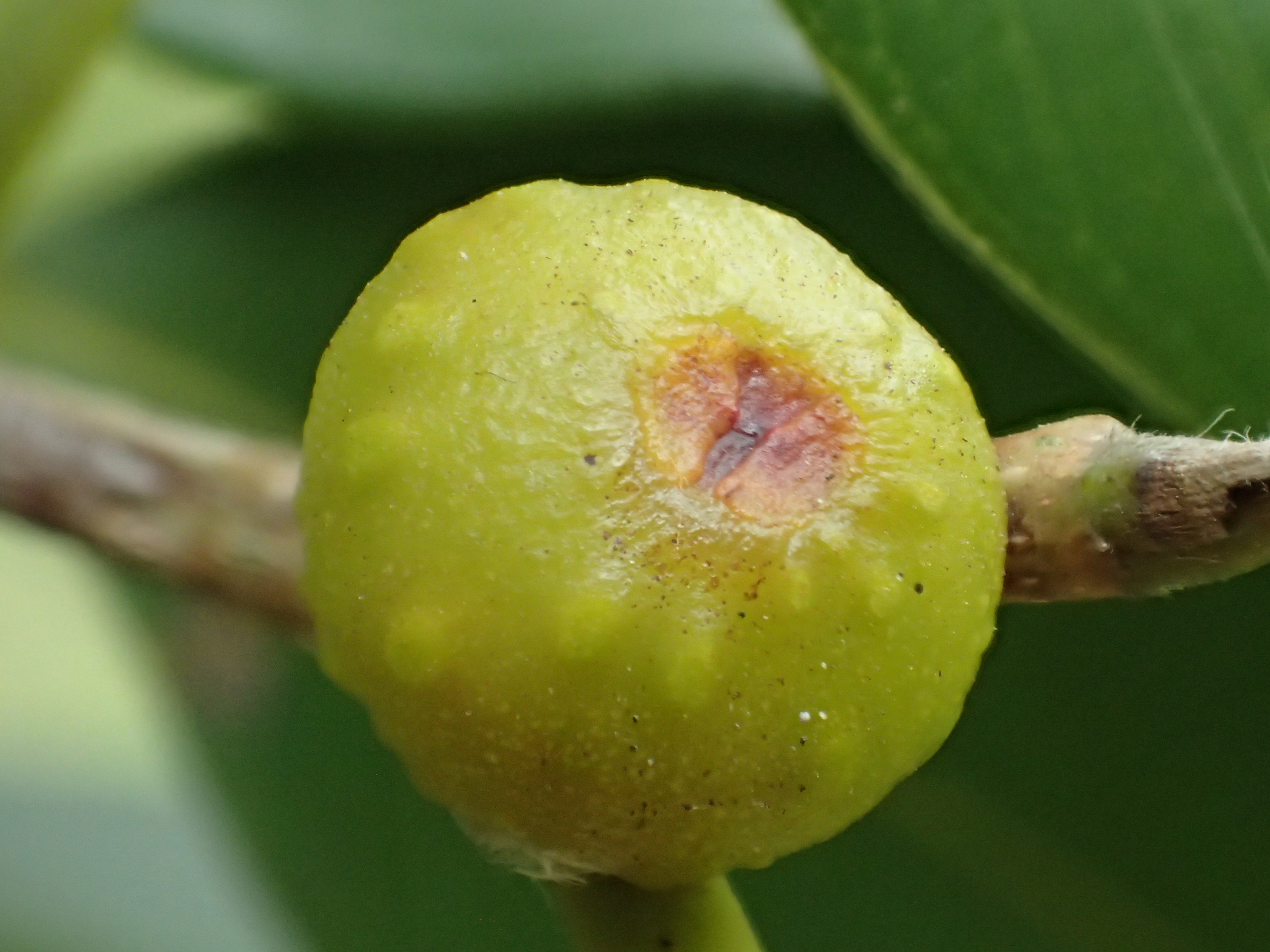 Ficus benjamina