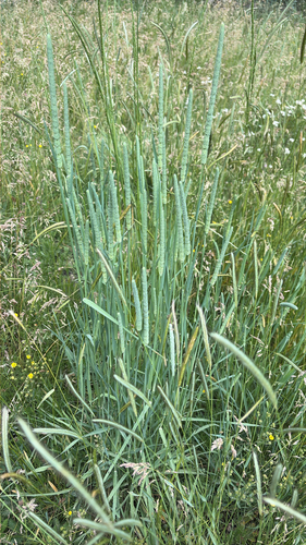 iNaturalist observation photo of Timothy grass
