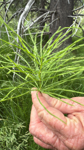 iNaturalist observation photo of field horsetail