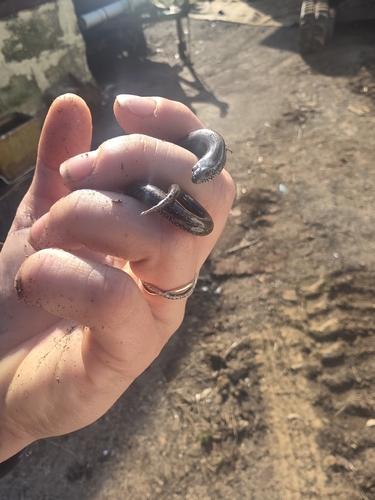 Lowlands Earless Skink
