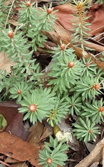 Pultenaea humilis