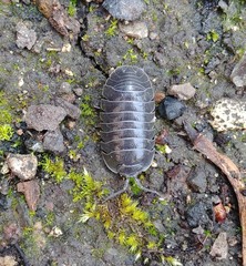 Armadillidium depressum