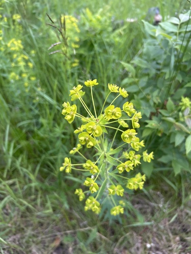 slender leafy spurge