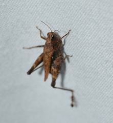 Tettigidea