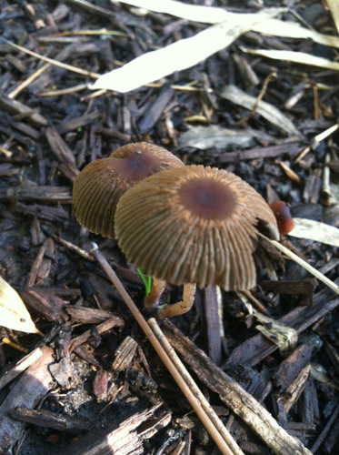 goldenhaired inkcap