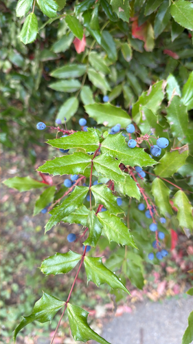 Oregon grape