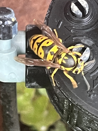 Western Yellowjacket