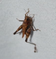 Tettigidea