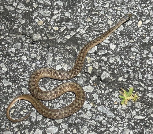 DeKay's Brownsnake